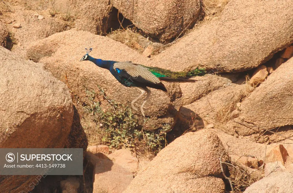 Indian Peafowl on rocks Thar Desert Rajasthan India