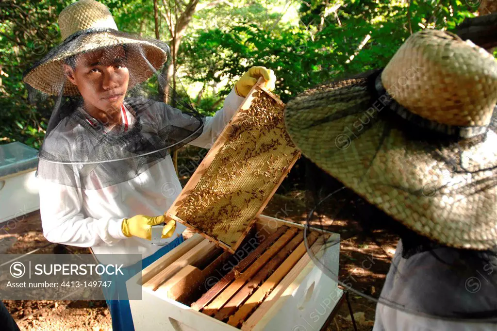 Beekeeper installing hives in the forest Philippines