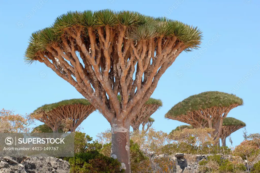 Socotra Dragontree Plateau DiksamSocotra Yemen