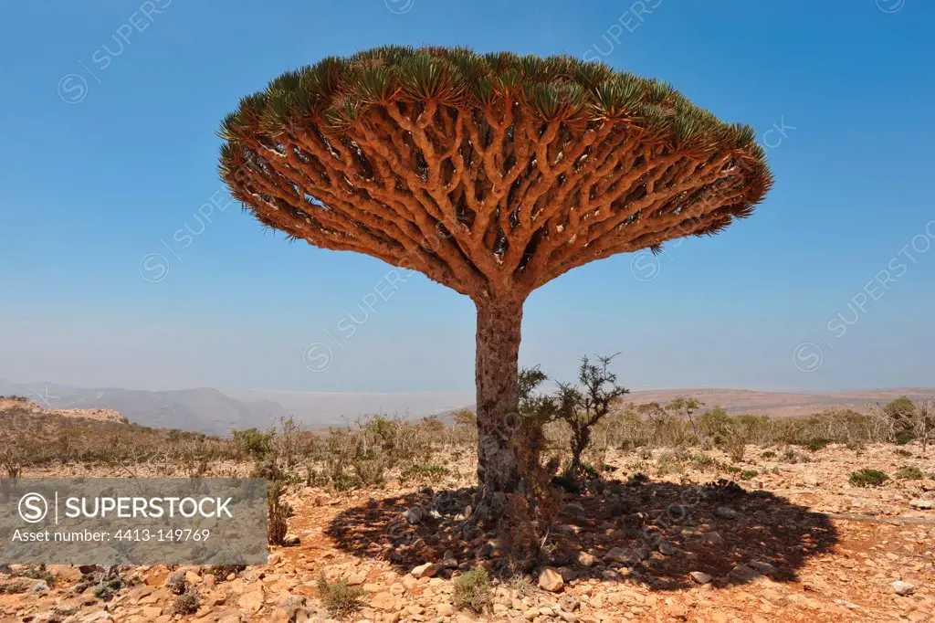 Socotra Dragontree and shadow Plateau DiksamSocotra Yemen