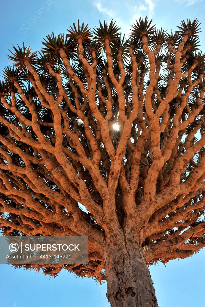 Socotra Dragontree Plateau DiksamSocotra Yemen
