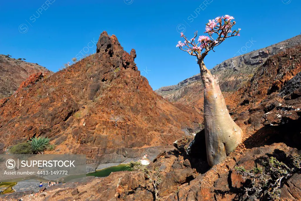 Socotra Desert Rose Canyon Daheru Socotra Yemen