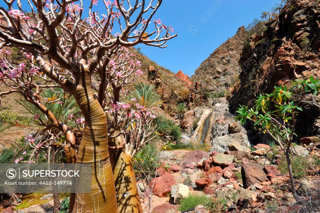 Socotra Desert Rose Socotra Yemen