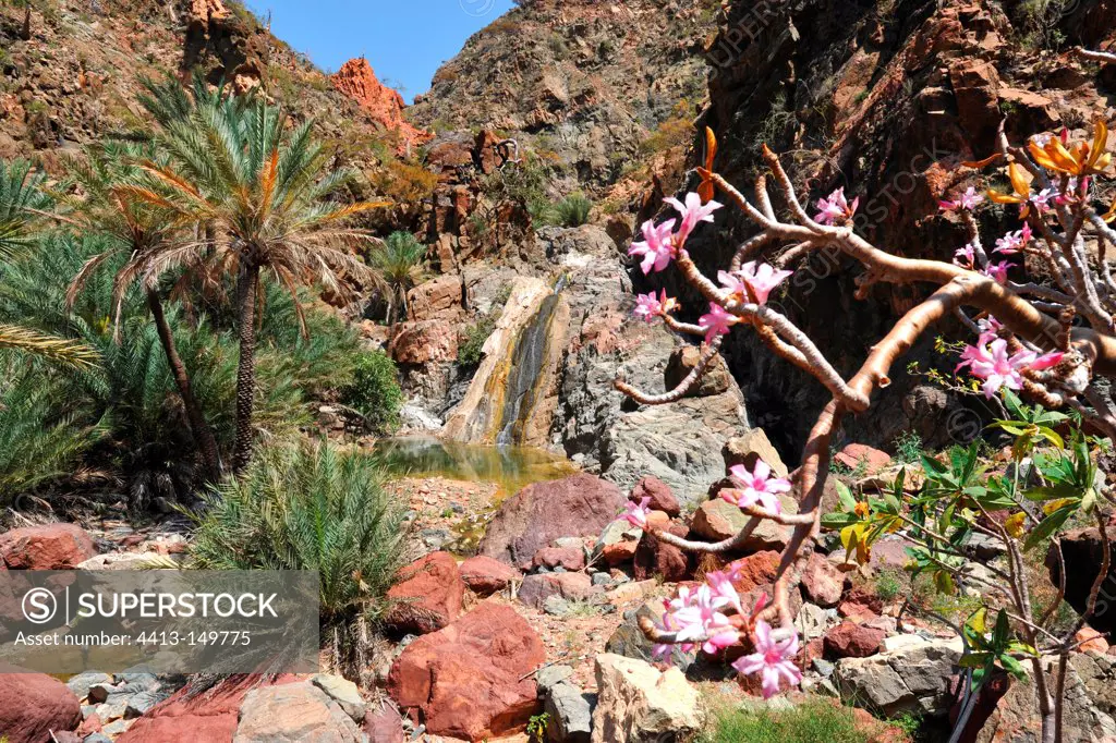 Desert Rose and Palm Canyon Defarhu Socotra Yemen