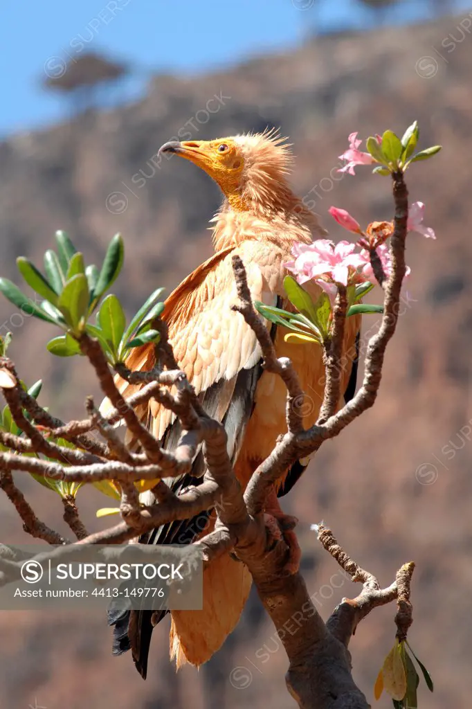 Egyptian vulture on Desert Rose Socotra Yemen