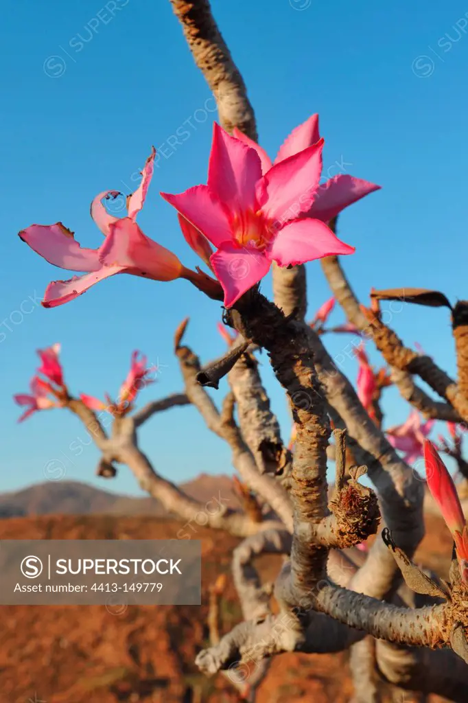 Socotra Desert Rose in bloom Yemen Socotra Island