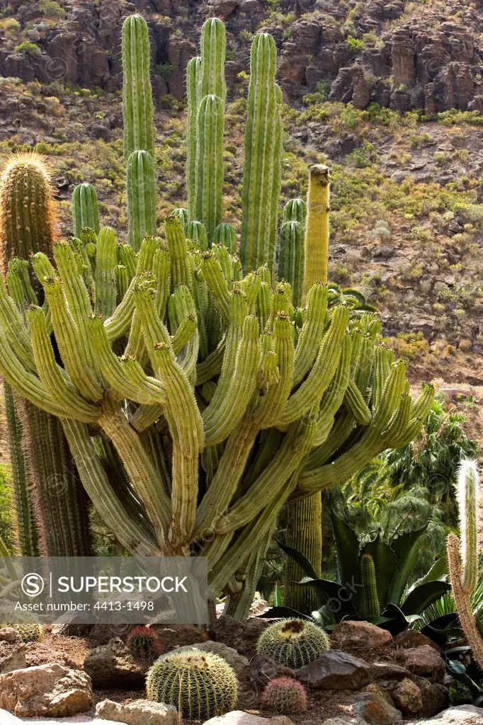 Garden with Cactus and Spurges Canary islands Spain