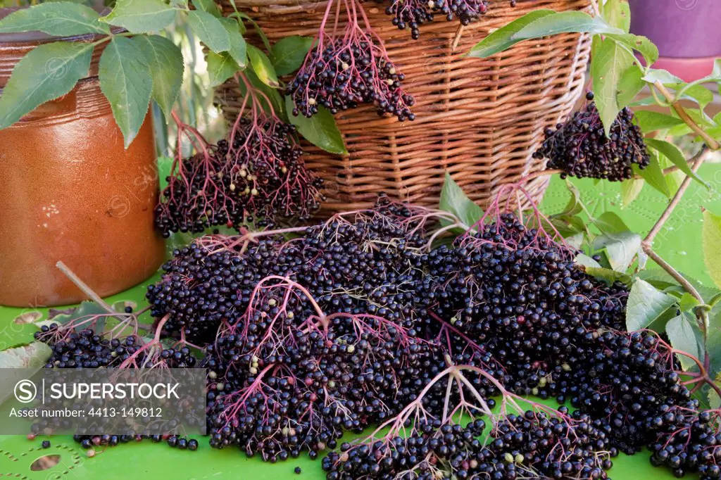 Harvest of black elder in a garden