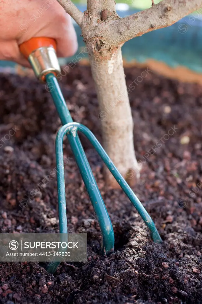 Soil aeration on the foot of a shrub in pot