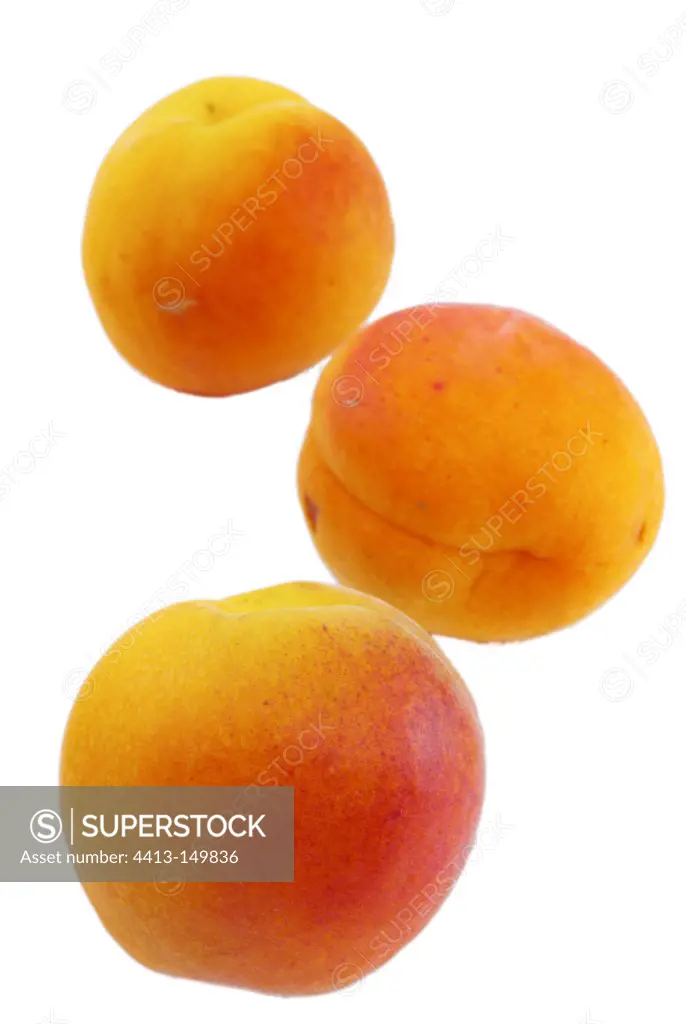 Apricots 'Orangered' in studio