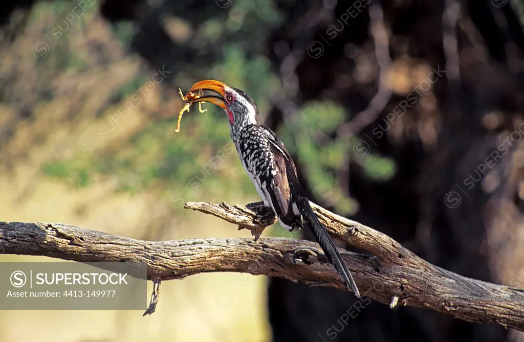 Yellow-billed Hornbill capturing a Scorpion Southern Africa