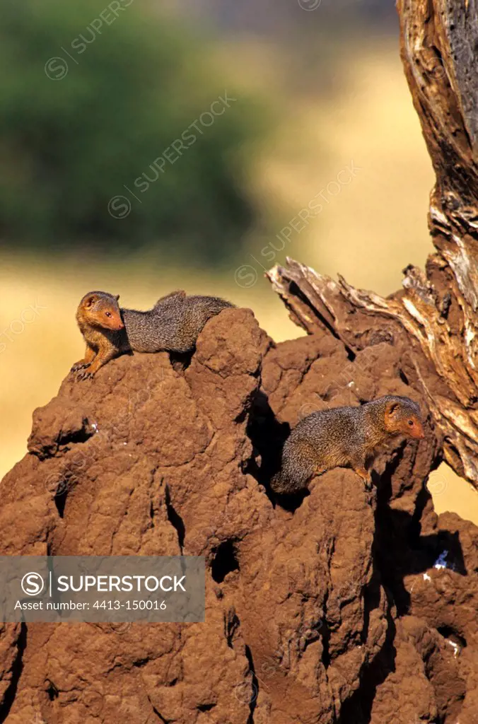 Dwarf mongooses on the mound housing the group Kenya