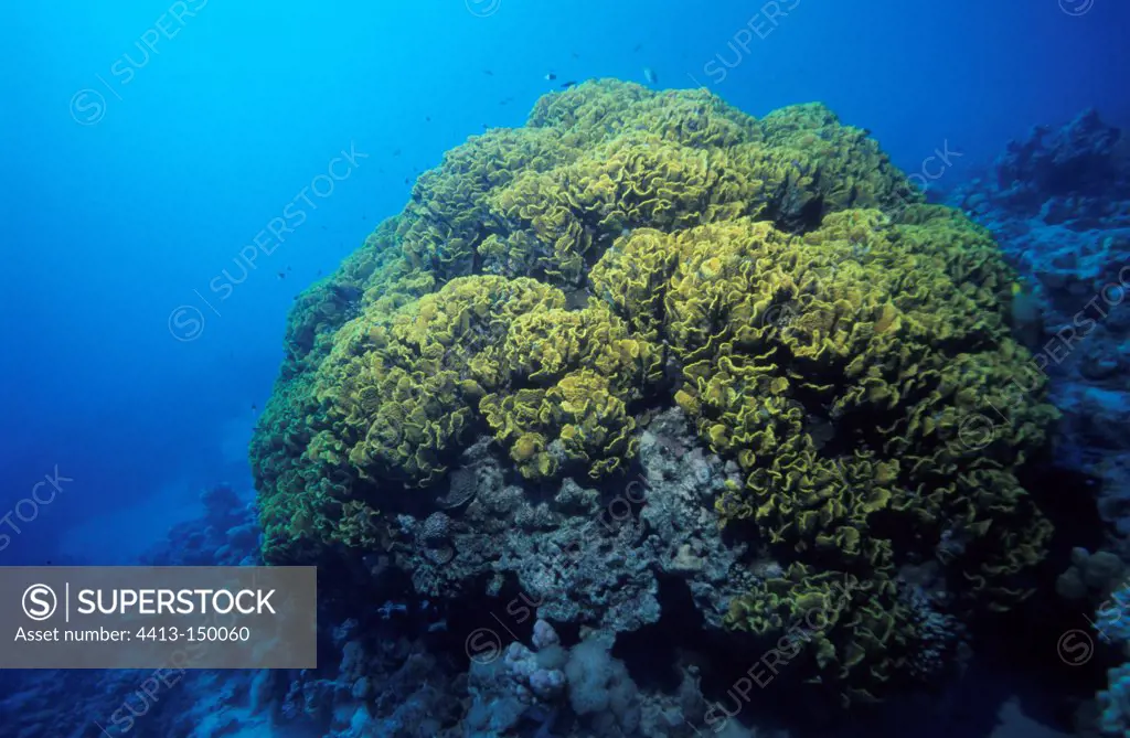 Coral formation in the Red Sea Egypt