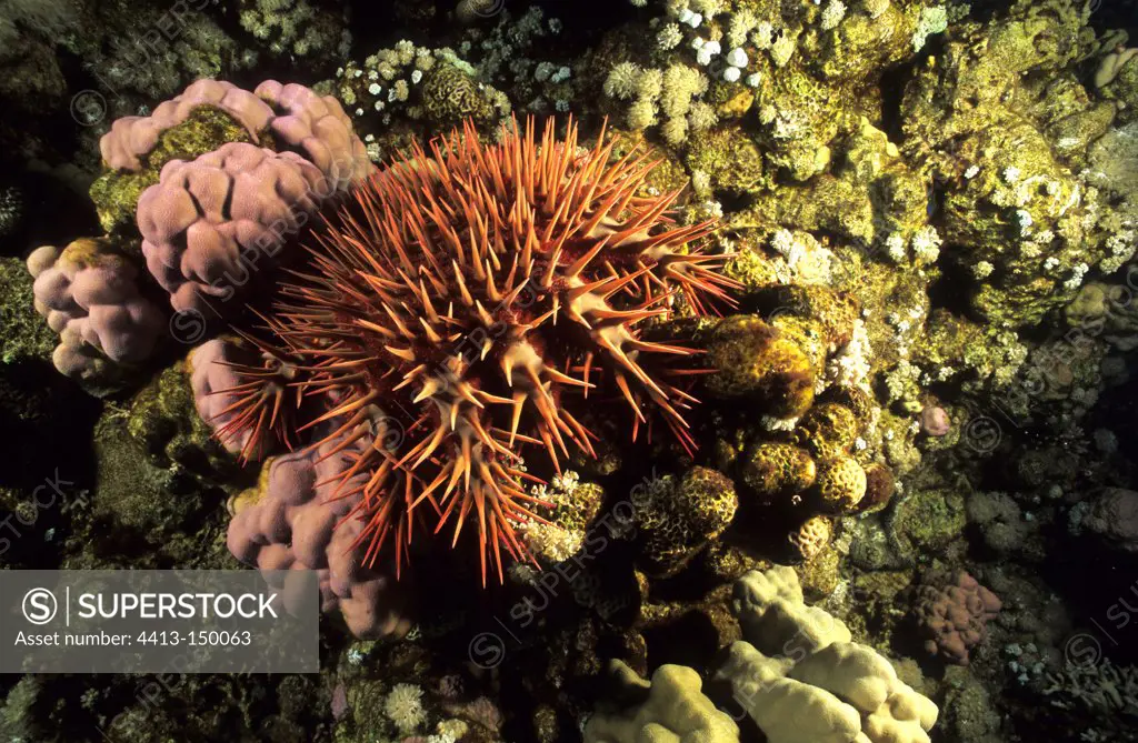 Spiny starfish feeding on coral in the Red Sea Egypt
