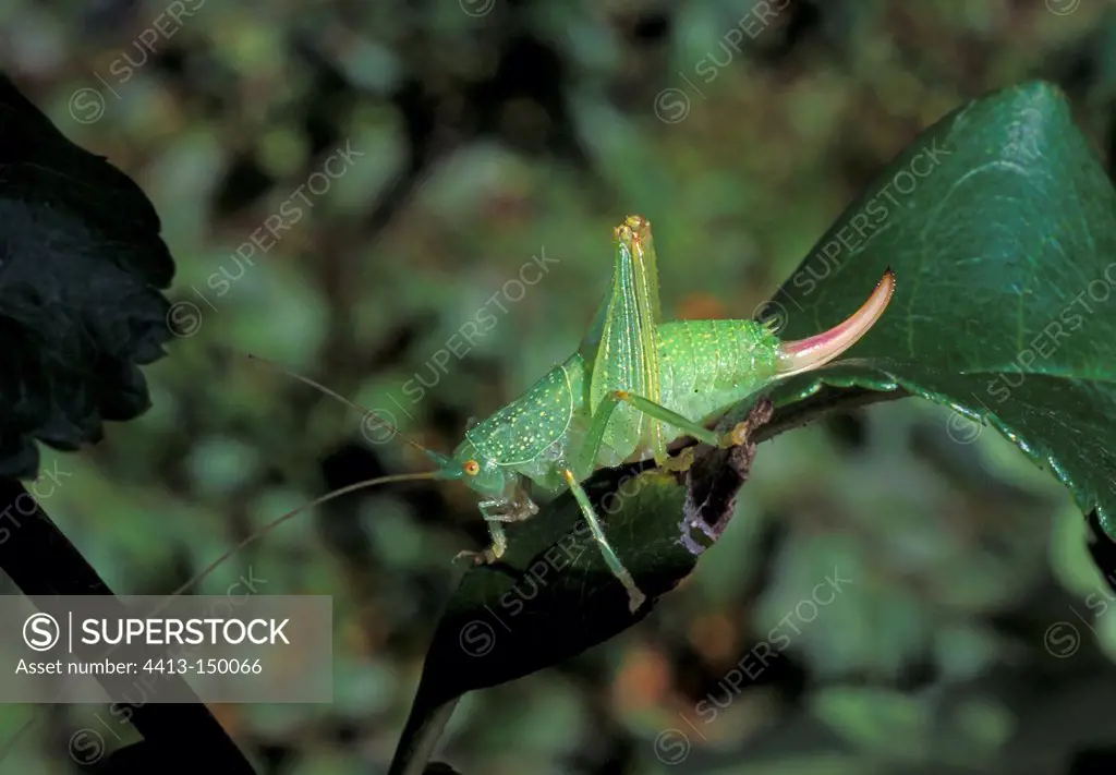 Bush cricket on a leaf