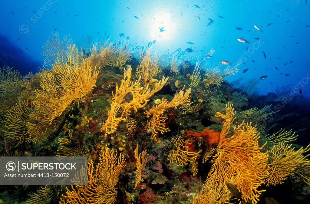 Seabed covered with yellow gorgonian Mediterranean France