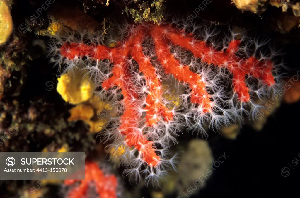 Branch of red coral that grows in a cave in France