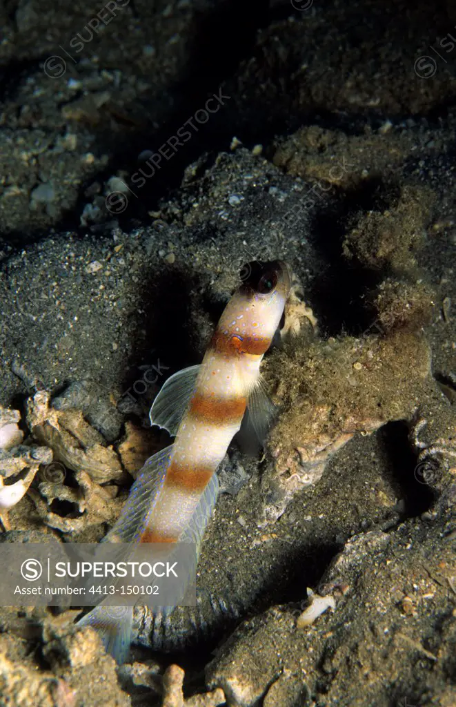 Commensal goby at the entrance to its burrow Red Sea Egypt