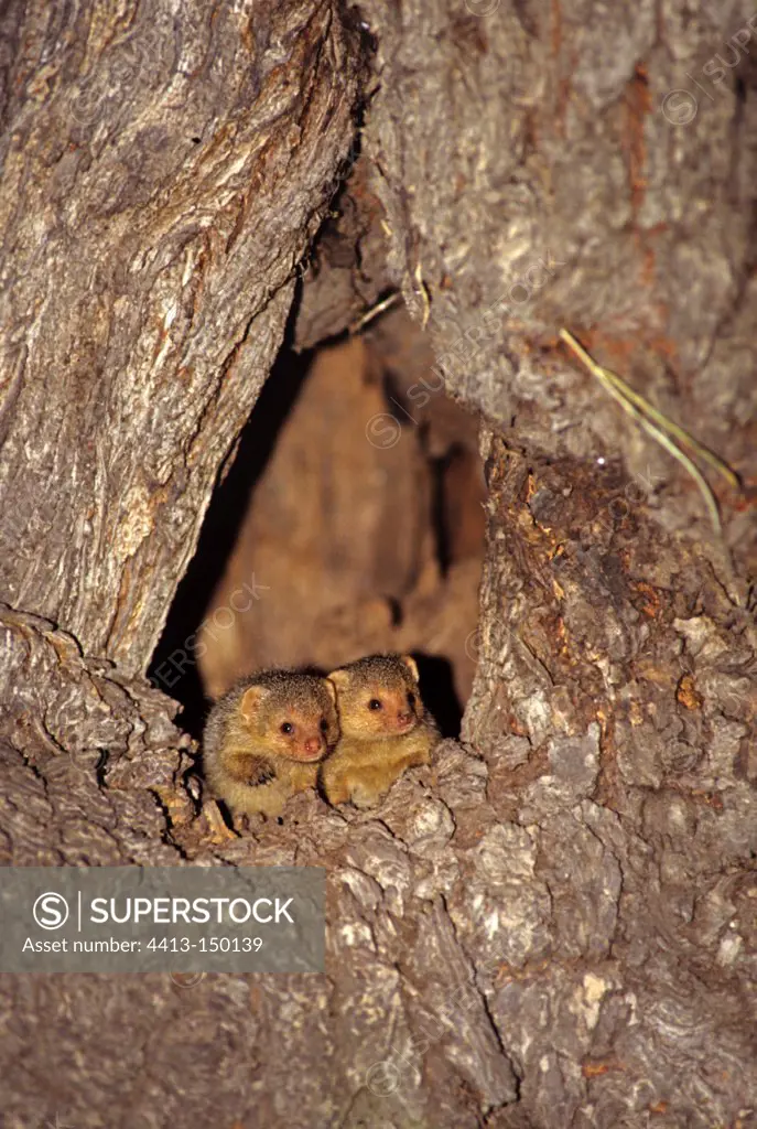 Young Dwarf mongooses awaiting the return of their mother