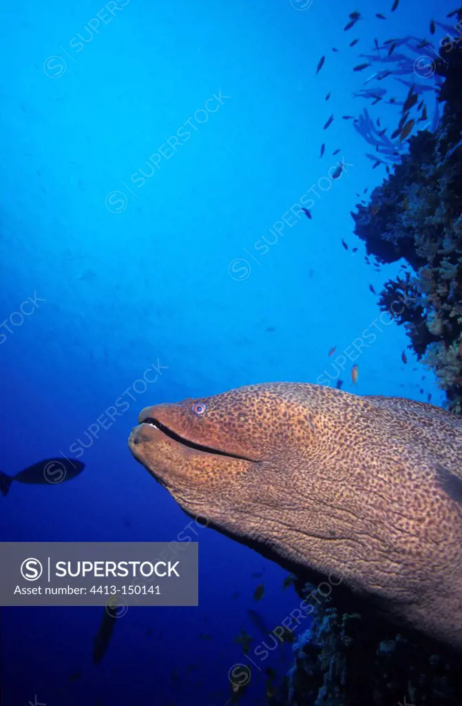Giant moray eel on the lookout in the Red Sea in Egypt