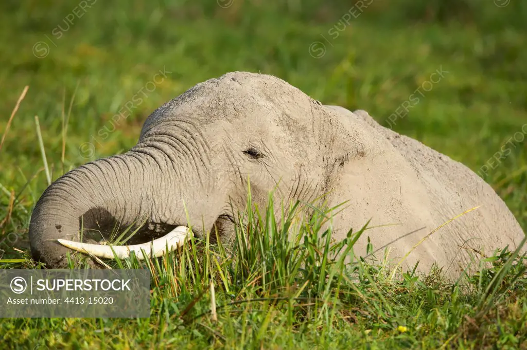 African elephant eating in the marshes Amboseli Kenya