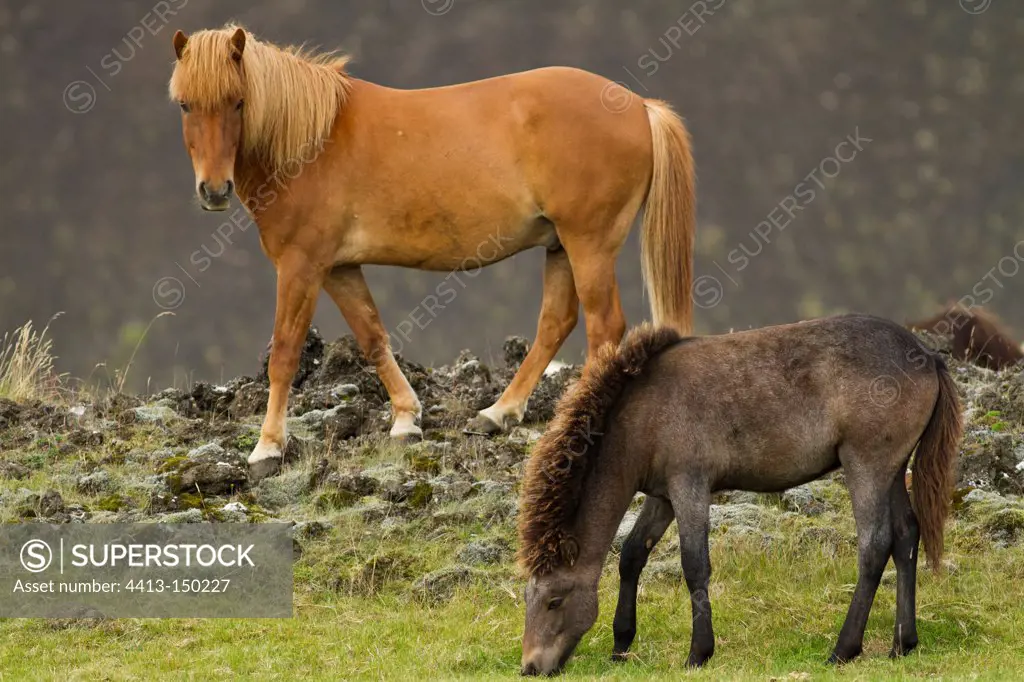 Icelandic horses on the moor Reykjanes Peninsula Iceland