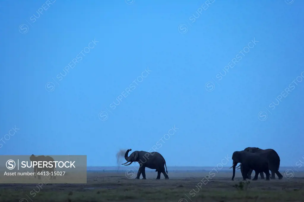 African elephants being sprinkled dust Amboseli Kenya