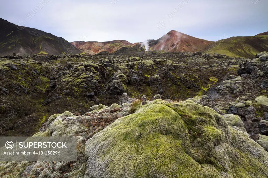 Volcanic soil covered with moss Landmannalaugar Iceland