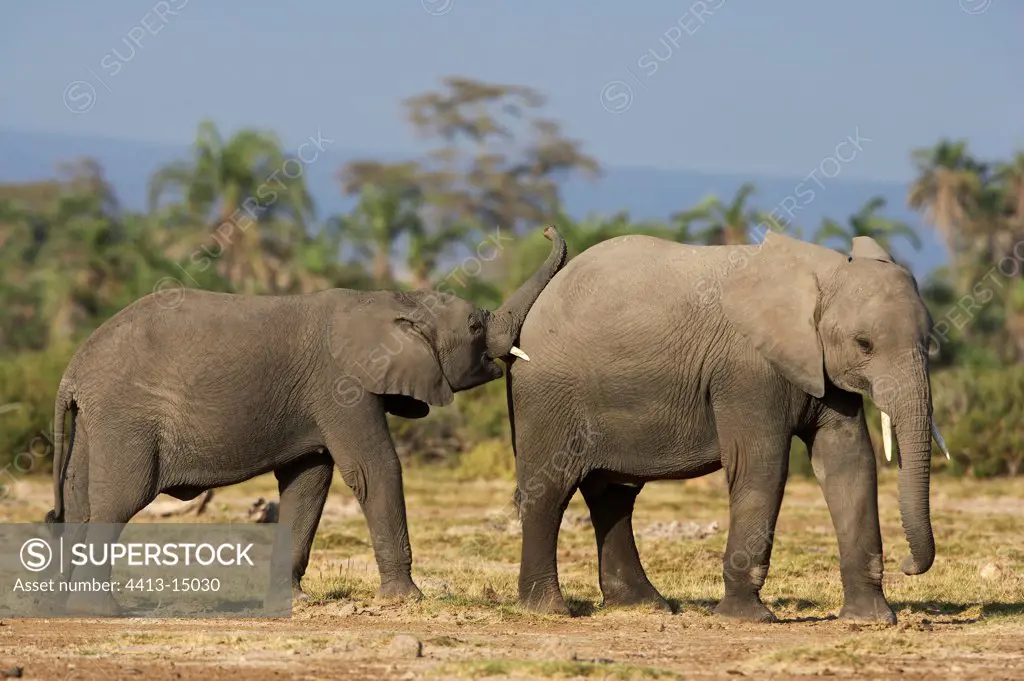 African elephants Amboseli national park Kenya