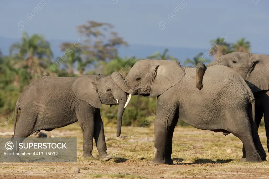 African elephants Amboseli national park Kenya