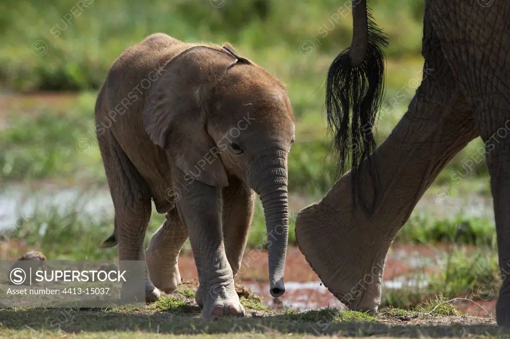 Young African elephant Amboseli national park Kenya
