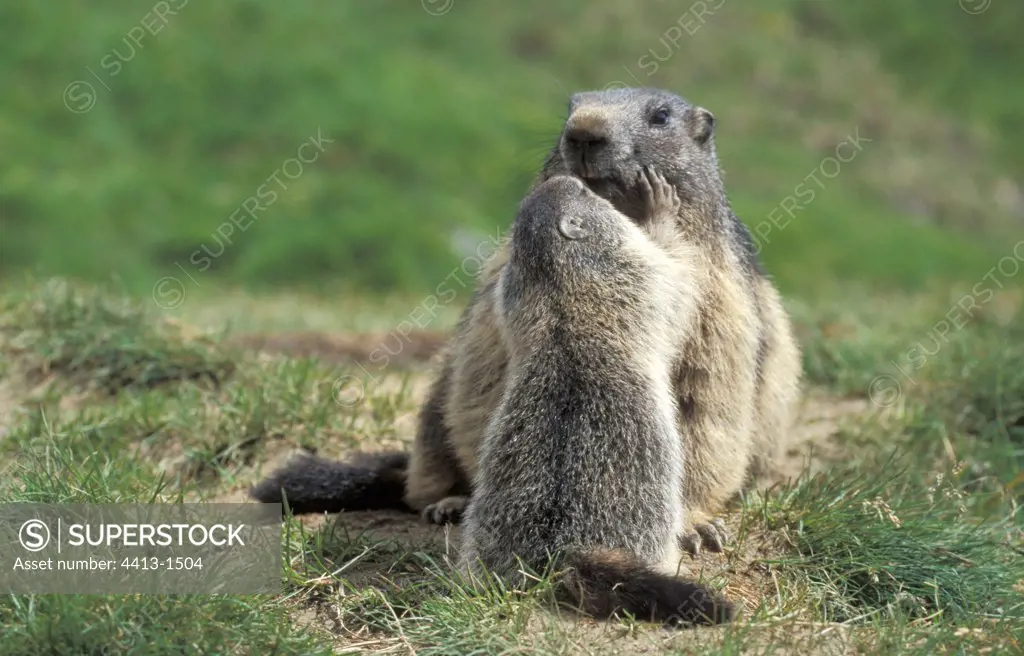 Alpine Marmot and young National park Hohe Tauern