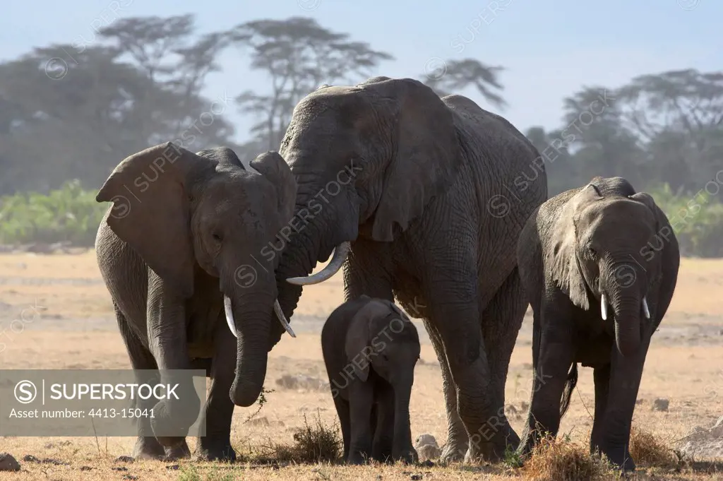 African elephants and young Amboseli national park Kenya