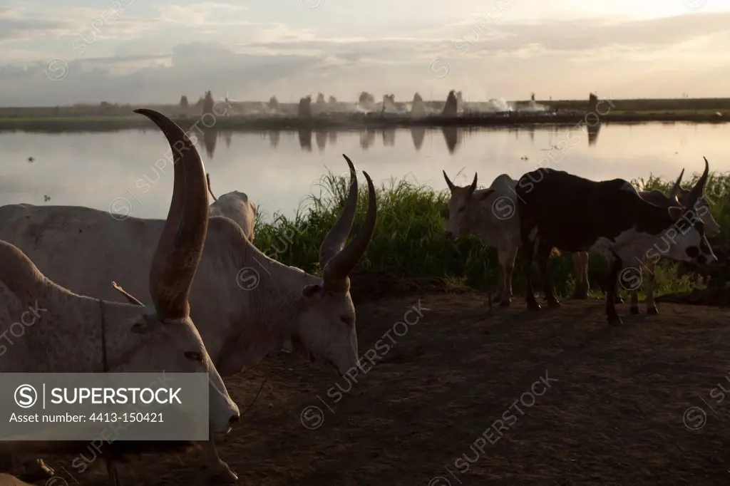 Dinka cattle camp on the bank of the White Nile South of Bor