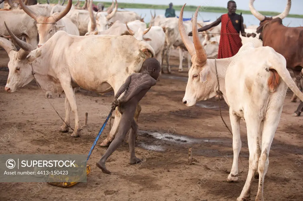 Dinka cattle camp on the bank of the White Nile South of Bor