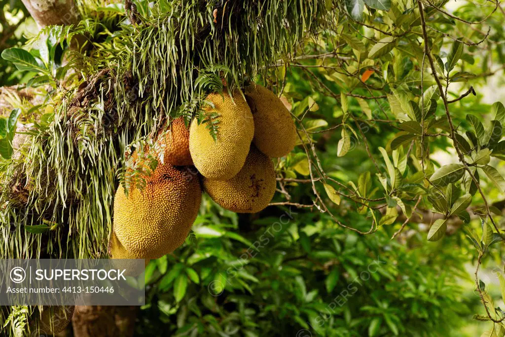 Jackfruits on the tree New Caledonia