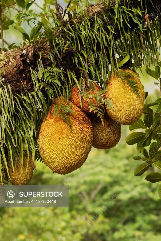 Jackfruits on the tree New Caledonia