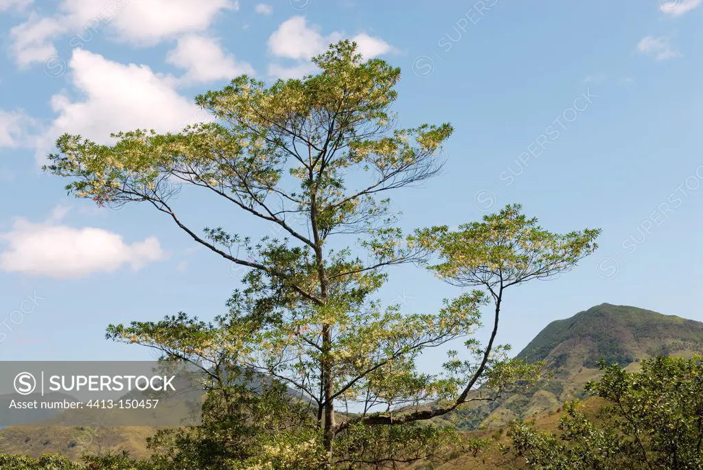 Flowering of a rainforest Elaeocarpus in N Caledonia