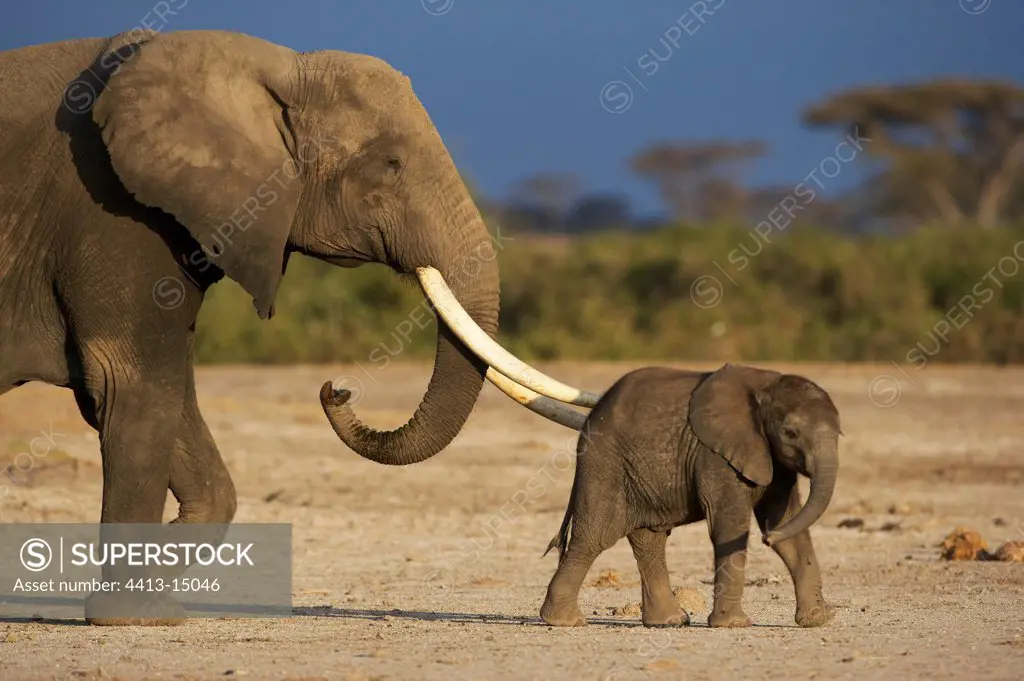African elephant and young Amboseli Kenya