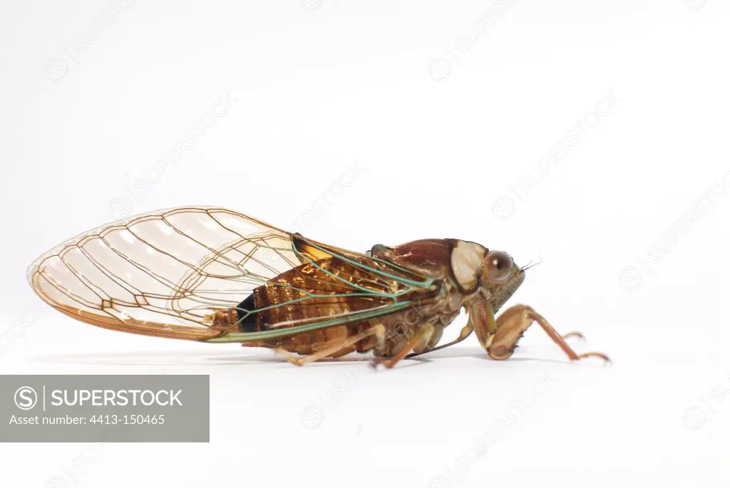 Grasshopper found in a garden