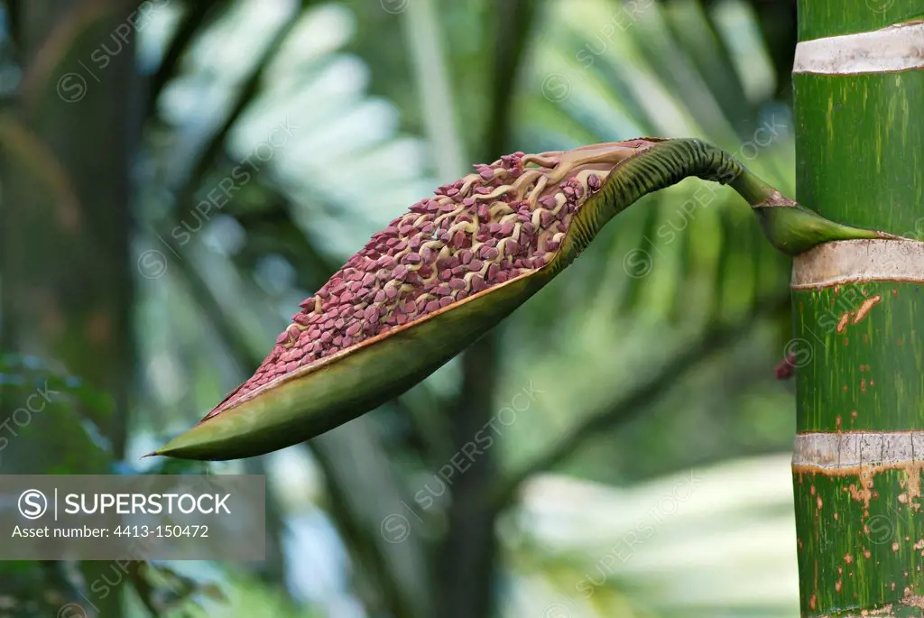 Young inflorescence of Palm in New Caledonia