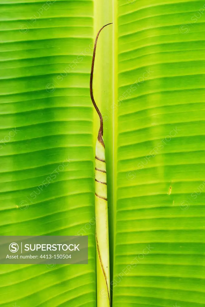 Closeup of a banana leaf New Caledonia