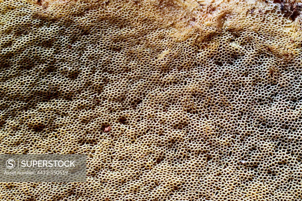 Detail of the pores of a king bolete