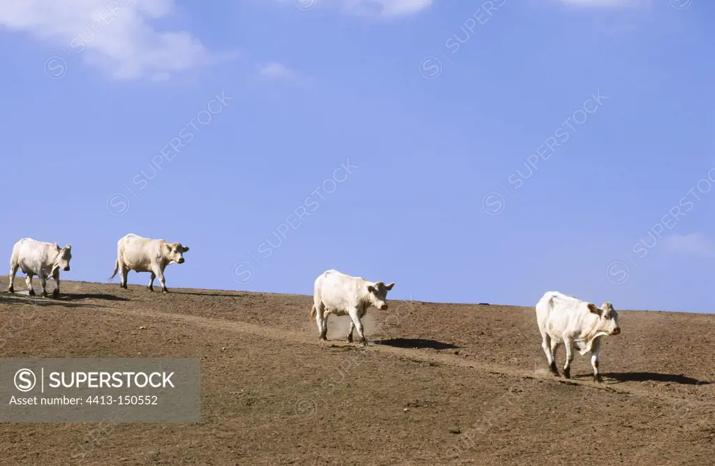 Cows in a field during a drought