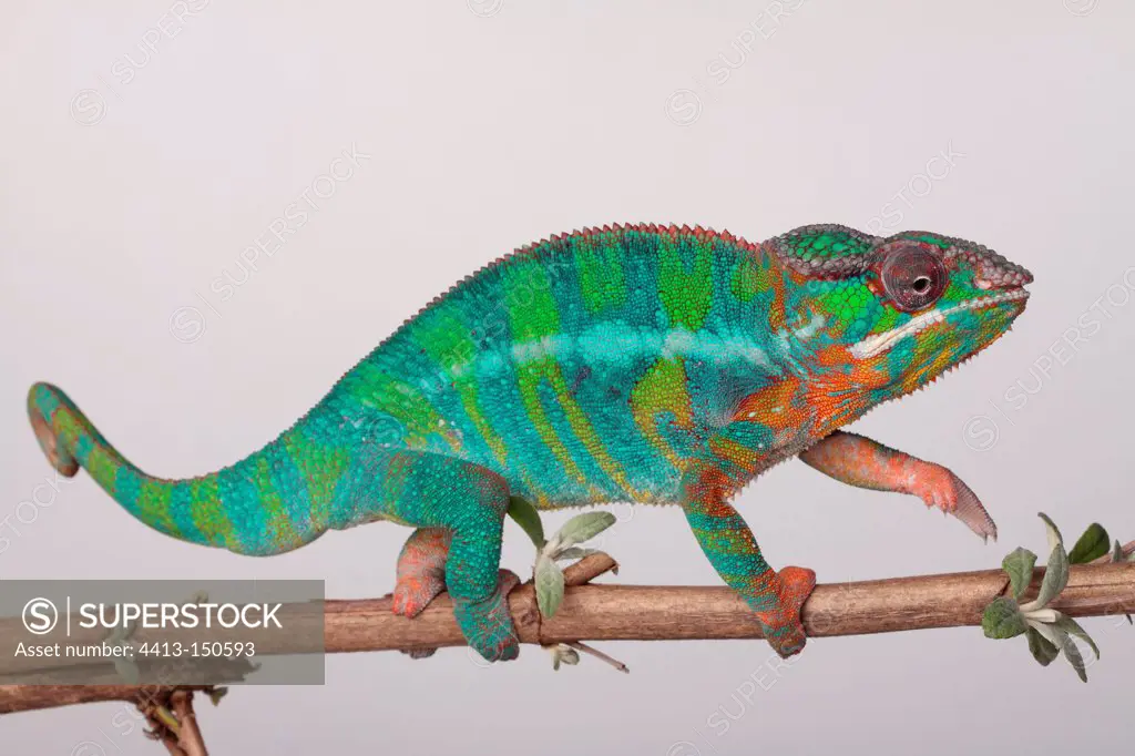 Male panther chameleon on a white background