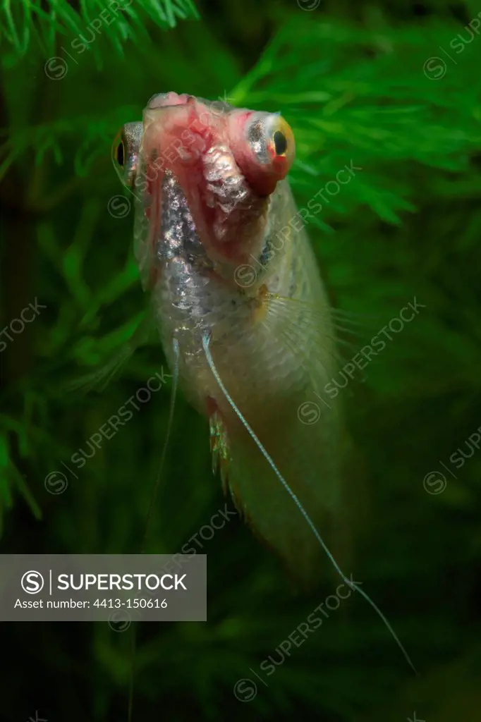 Portrait of Gourami suffering from bacterial infection