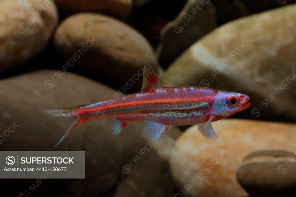 Rainbow Shiner colored male pre-nuptial