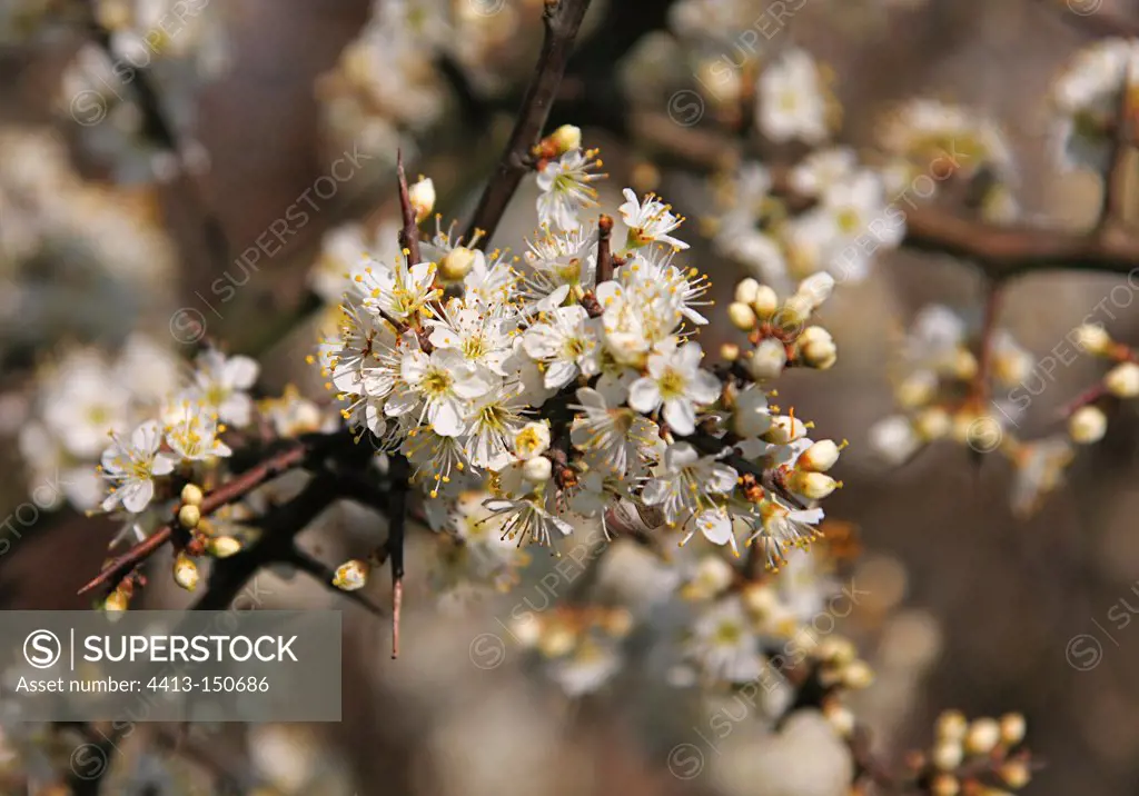 Blackthorn in bloom in spring France