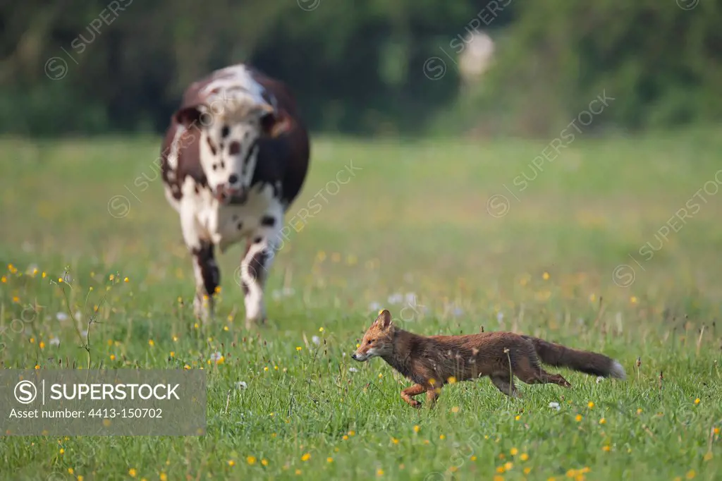 Red fox passing a cow in a meadow in springFrance