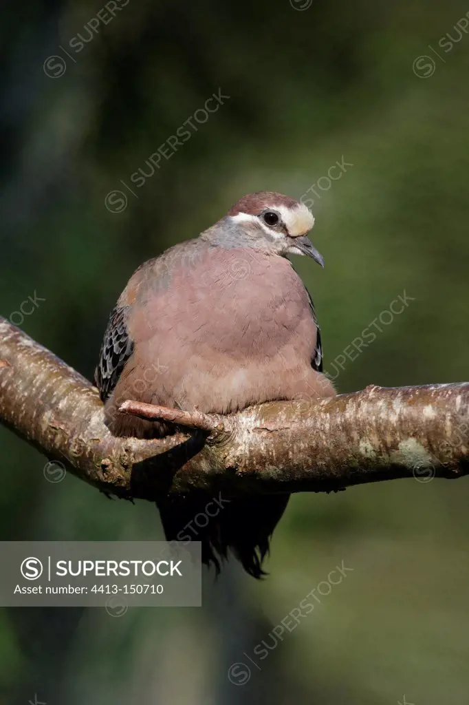 Male Common Bronzewing on a branch
